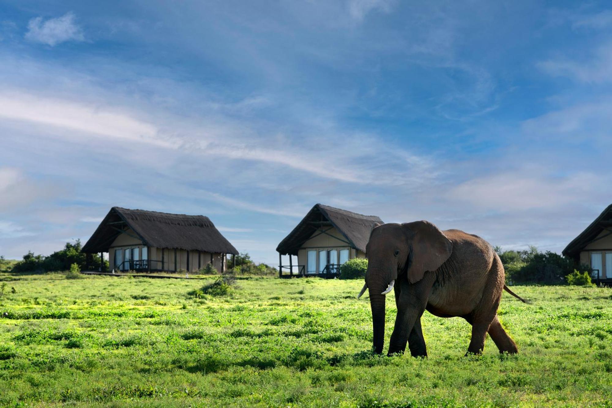 Gorah Elephant Camp อัดโด ภายนอก รูปภาพ