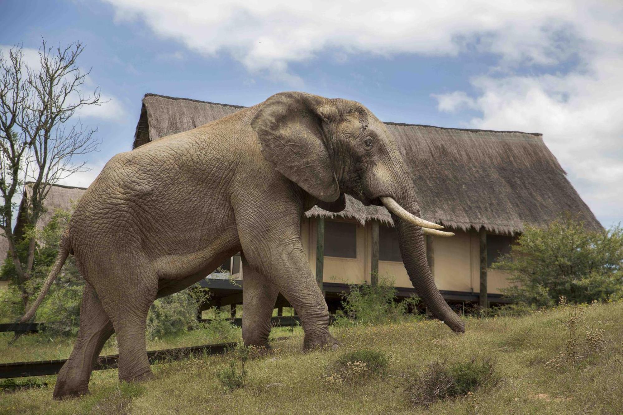 Gorah Elephant Camp อัดโด ภายนอก รูปภาพ