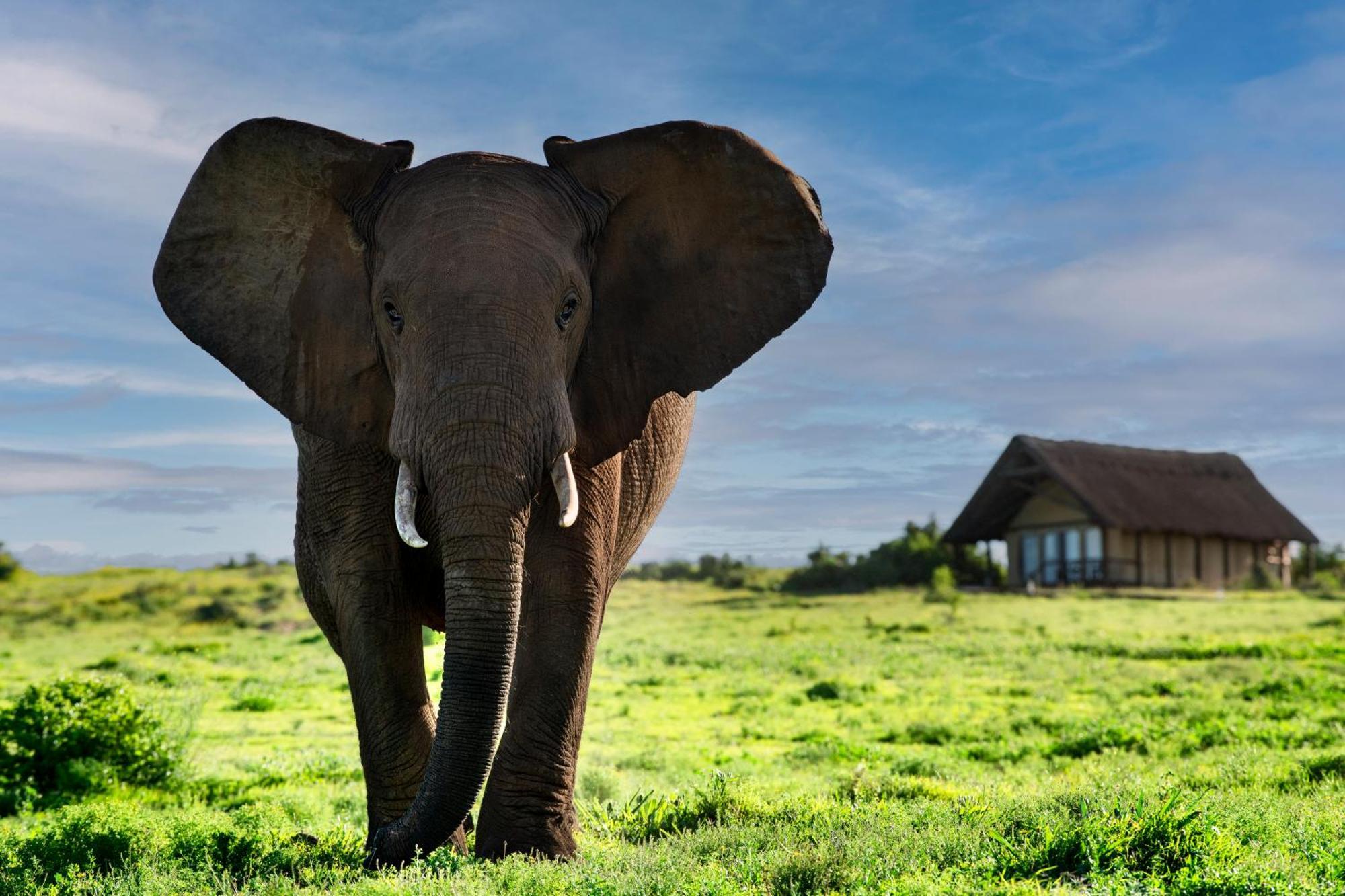 Gorah Elephant Camp อัดโด ภายนอก รูปภาพ