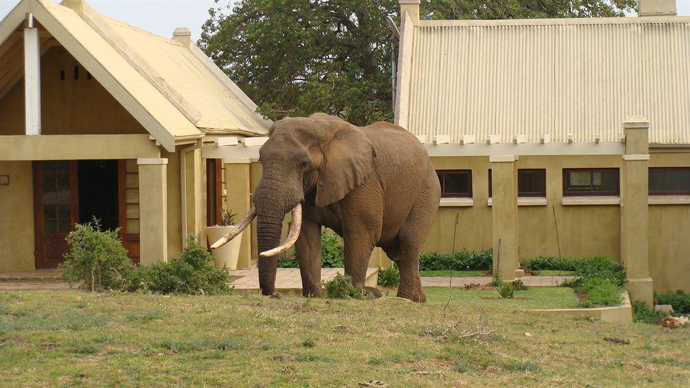 Gorah Elephant Camp อัดโด ภายนอก รูปภาพ