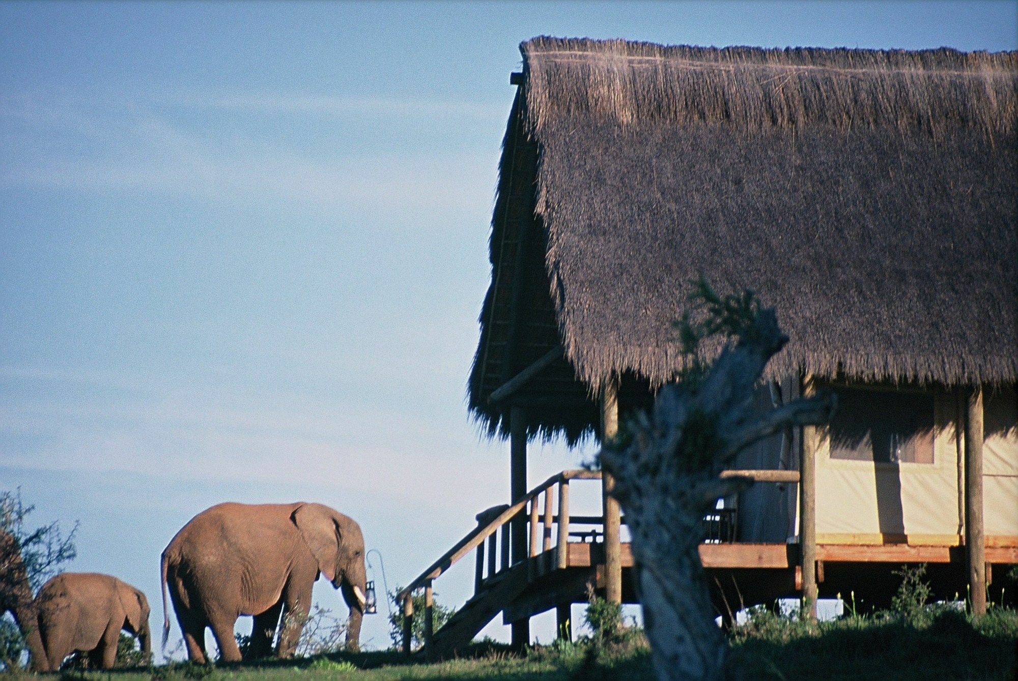 Gorah Elephant Camp อัดโด ภายนอก รูปภาพ