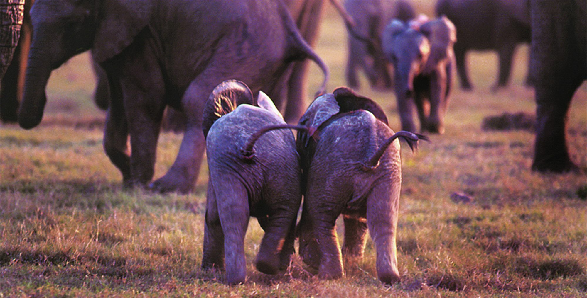 Gorah Elephant Camp อัดโด ภายนอก รูปภาพ